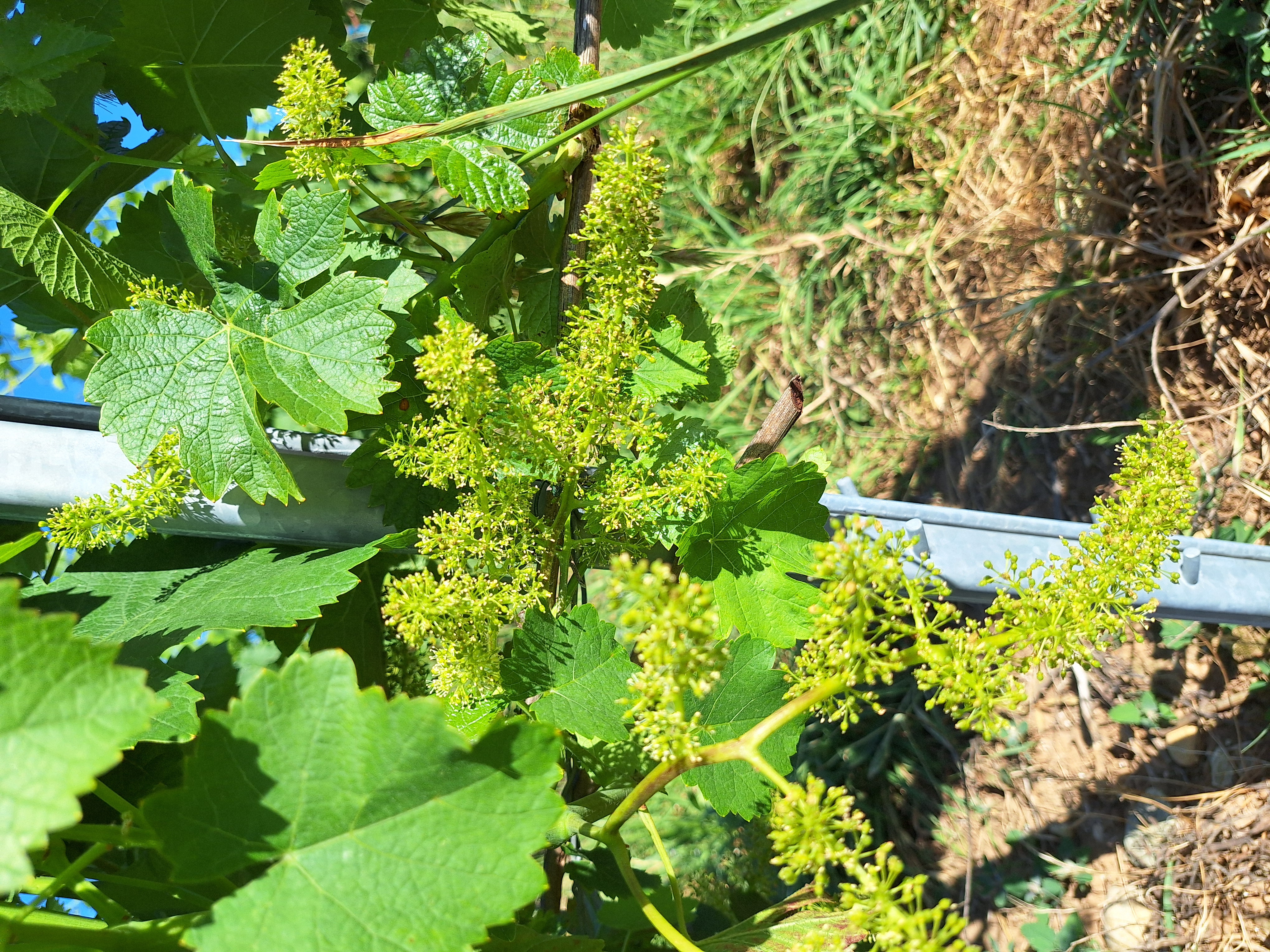Jeunes pousses de raisin