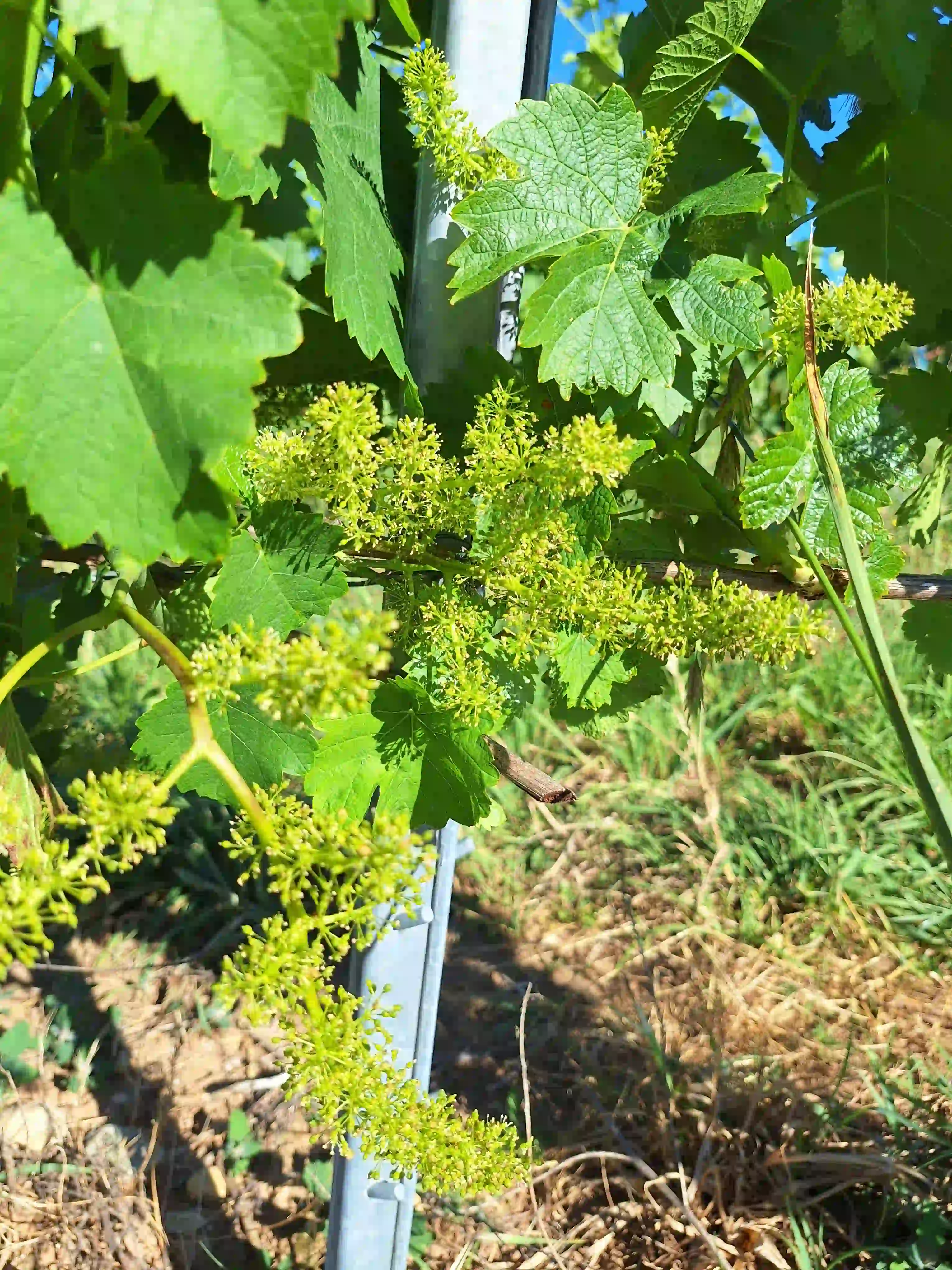 Jeunes pousses de raisin